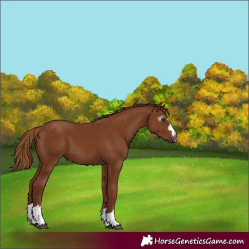Horse Color:Gray Chestnut 