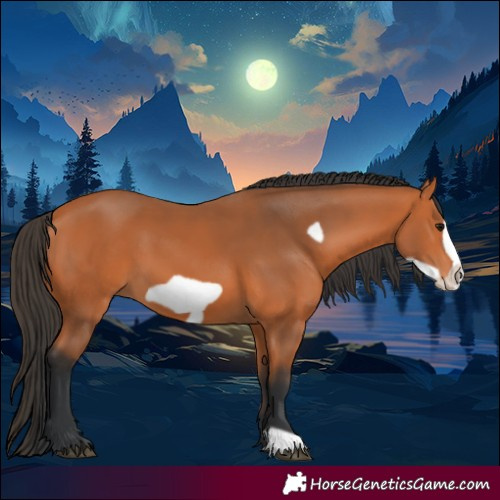 Horse Color:Bay Frame