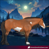 Horse Color:Bay Frame 
