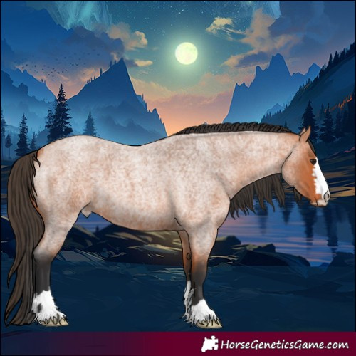 Horse Color:Bay Roan 
