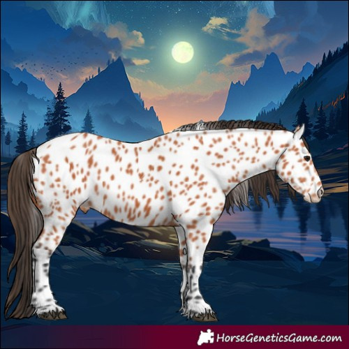 Horse Color:Bay Appaloosa Rabicano 