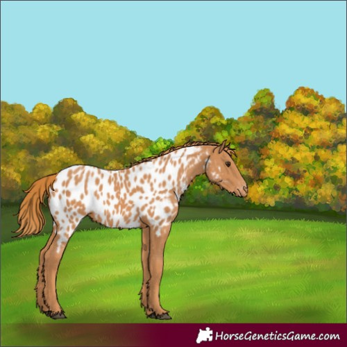 Horse Color:Chestnut Near Leopard 