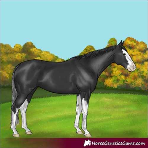Horse Color:Unknown 