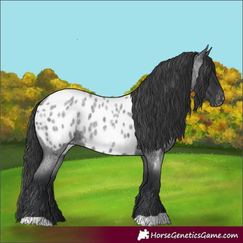 Horse Color:Blue Roan Appaloosa 