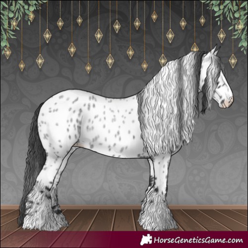 Horse Color:Blue Roan Appaloosa 