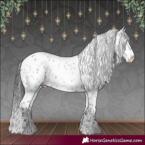 Horse Color:Blue Roan Appaloosa