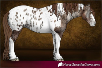 Horse Color:White Spotted Liver Red Onyx Ice Pearl Tobiano Appaloosa 