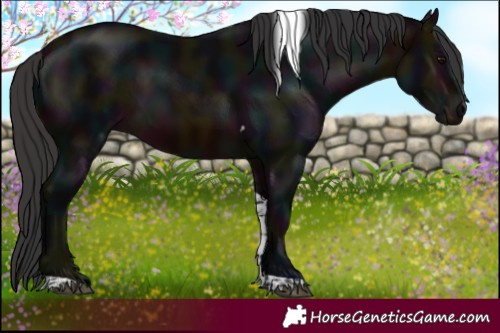 Horse Color:Midnight Brown Tobiano 