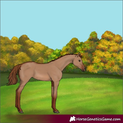 Horse Color:Red Dun 