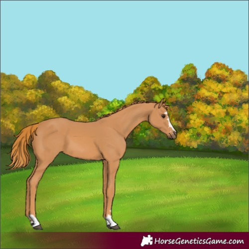 Horse Color:Chestnut 