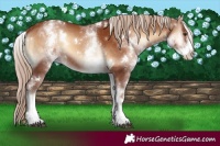 Horse Color:White Spotted Red Onyx 