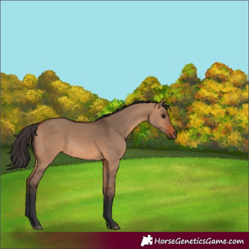 Horse Color:Bay Dun 