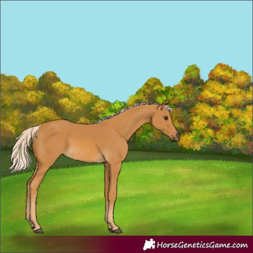 Horse Color:Palomino 