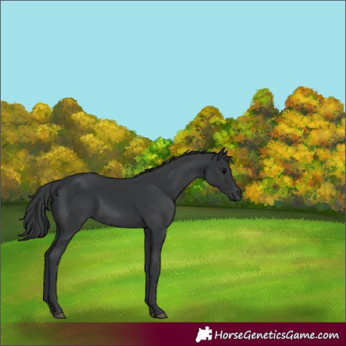 Horse Color:Black 