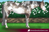 Horse Color:White Spotted Blue Onyx Frame