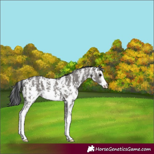 Horse Color:Grullo Sabino Rabicano 