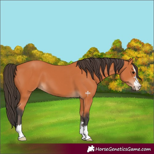 Horse Color:Bay 