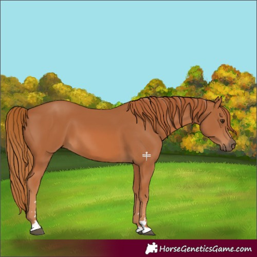 Horse Color:Chestnut 