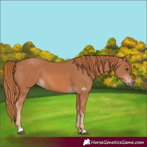 Horse Color:Chestnut 