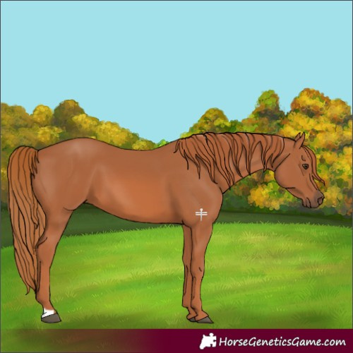 Horse Color:Chestnut 