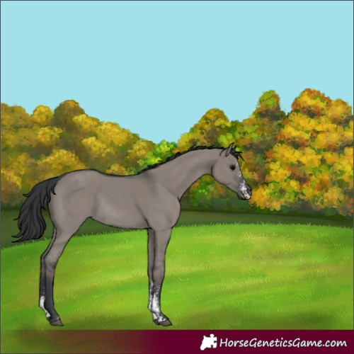 Horse Color:Grullo Sabino Rabicano 