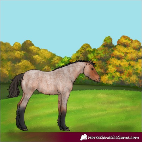 Horse Color:Bay Roan 