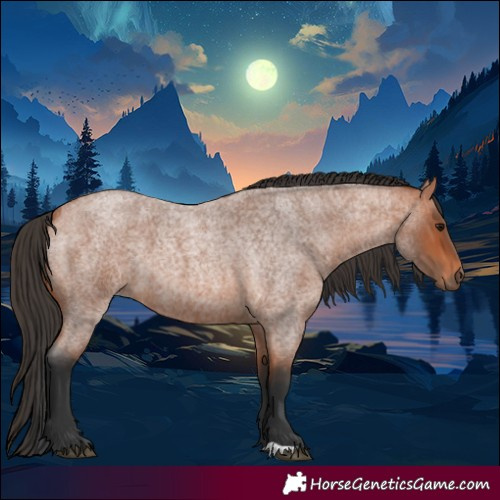 Horse Color:Bay Roan 