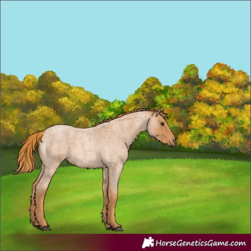 Horse Color:Red Roan 