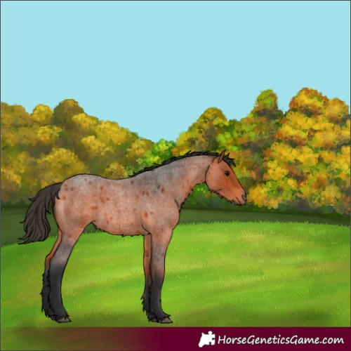 Horse Color:Bay Roan 