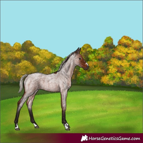 Horse Color:Gray Silver Bay Roan 