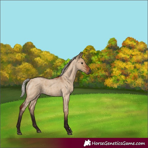 Horse Color:Gray Silver Bay Roan Dun 