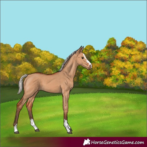 Horse Color:Silver Bay Dun 