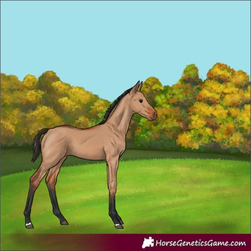 Horse Color:Bay Dun 