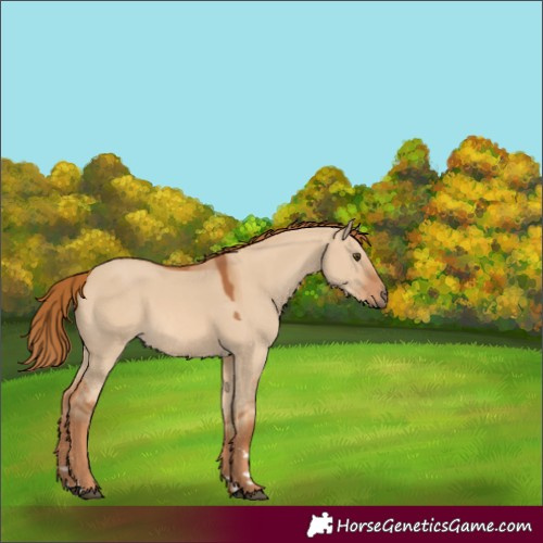 Horse Color:Red Dun 