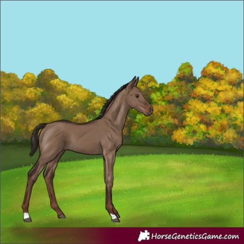 Horse Color:Liver Red Dun 