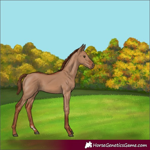 Horse Color:Red Dun 