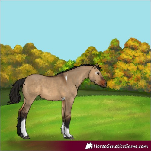 Horse Color:Gray Bay Dun Tobiano 