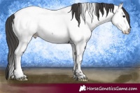 Horse Color:Blue Onyx Ice Tobiano Appaloosa Rabicano 
