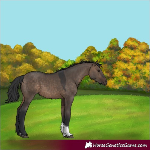 Horse Color:Brown Dun Tobiano Rabicano 
