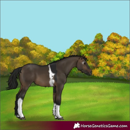 Horse Color:Gray Brown Dun Tobiano 