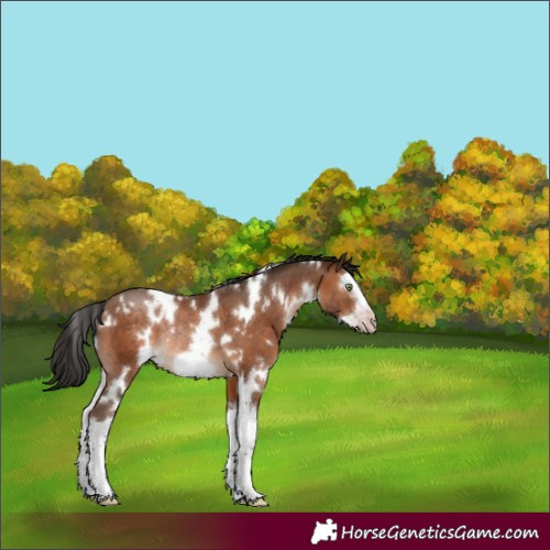 Horse Color:Gray White Spotted Amber Champagne Splash Frame Rabicano 