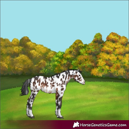 Horse Color:White Spotted Brown Splash Appaloosa Rabicano 