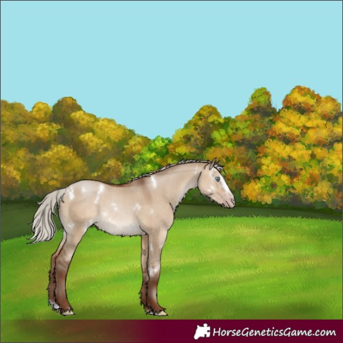 Horse Color:Gray White Spotted Silver Amber Champagne Dun Splash 