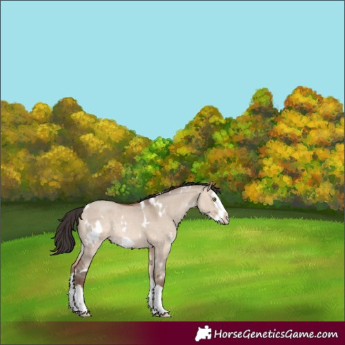 Horse Color:White Spotted Sable Champagne Dun Splash Frame Rabicano 