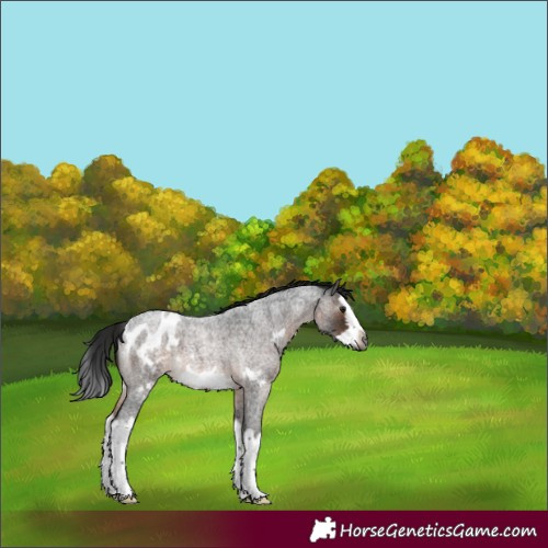 Horse Color:Gray Bay Roan Splash Frame Appaloosa 