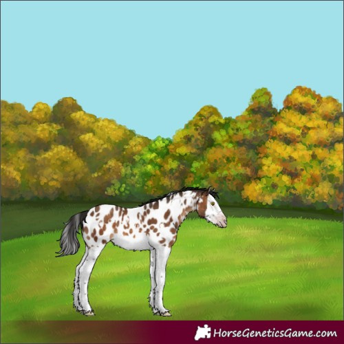 Horse Color:Gray White Spotted Sable Champagne Splash Frame Near Leopard 