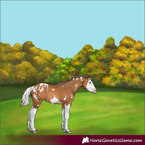 Horse Color:Gray White Spotted Silver Amber Champagne Splash Frame Appaloosa 