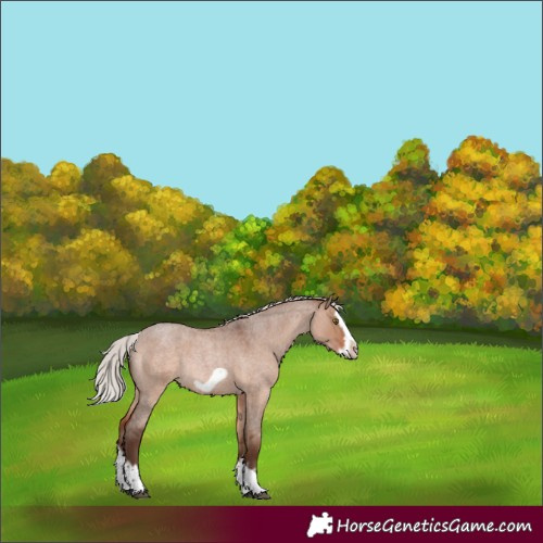 Horse Color:Silver Bay Roan Dun Splash Frame Rabicano 