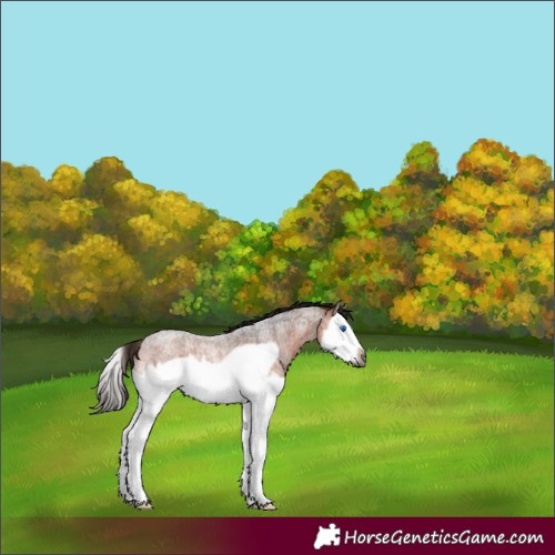 Horse Color:Gray Bay Roan Splash Frame Rabicano 