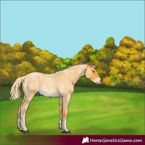Horse Color:Palomino Roan 